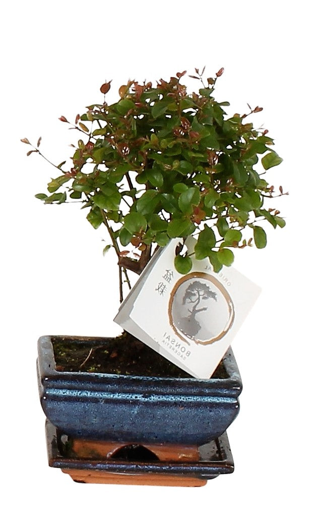 Mini Bonsai Mixed - www.FOP.ae Buy online Best and Healthy Plants and quality products guarantee in Dubai Plants Shop in Dubai Abu Dhabi all over UAE Plants near me Fresh Plants in Dubai where to buy plants in UAE - FOP.ae