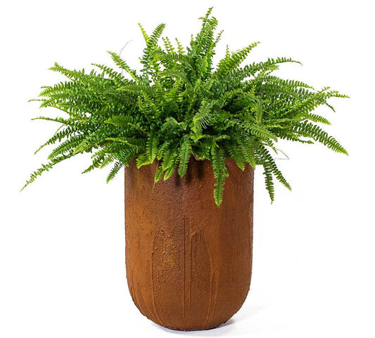 Nephrolepis exaltata, Green Lady, Boston Fern or Sword Fern - www.FOP.ae Buy online Best and Healthy Plants and quality products guarantee in Dubai Plants Shop in Dubai Abu Dhabi all over UAE Plants near me Fresh Plants in Dubai where to buy plants in UAE - FOP.ae