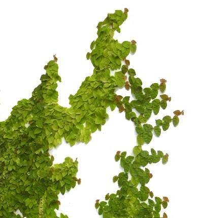 Climbing Fig, Ficus Pumila - www.FOP.ae Buy online Best and Healthy Plants and quality products guarantee in Dubai Plants Shop in Dubai Abu Dhabi all over UAE Plants near me Fresh Plants in Dubai where to buy plants in UAE - FOP.ae
