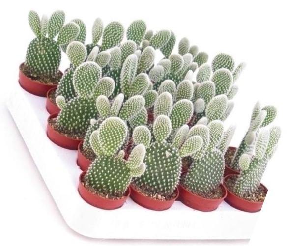 Bunny Ears, Cactus Opuntia Albata - www.FOP.ae Buy online Best and Healthy Plants and quality products guarantee in Dubai Plants Shop in Dubai Abu Dhabi all over UAE Plants near me Fresh Plants in Dubai where to buy plants in UAE - FOP.ae