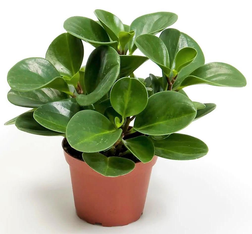 Baby Rubber, Pepper face, Peperomia Obtusifolia - www.FOP.ae Buy online Best and Healthy Plants and quality products guarantee in Dubai Plants Shop in Dubai Abu Dhabi all over UAE Plants near me Fresh Plants in Dubai where to buy plants in UAE - FOP.ae