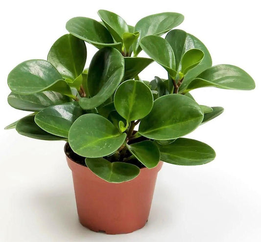 Baby Rubber, Pepper face, Peperomia Obtusifolia - www.FOP.ae Buy online Best and Healthy Plants and quality products guarantee in Dubai Plants Shop in Dubai Abu Dhabi all over UAE Plants near me Fresh Plants in Dubai where to buy plants in UAE - FOP.ae