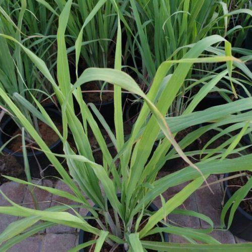 Lemon Grass, Cymbopogon Citratus - www.FOP.ae Buy online Best and Healthy Plants and quality products guarantee in Dubai Plants Shop in Dubai Abu Dhabi all over UAE Plants near me Fresh Plants in Dubai where to buy plants in UAE - FOP.ae