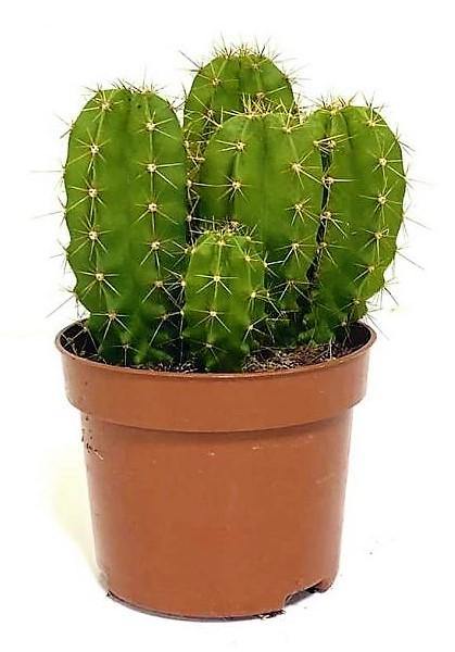 Echino Cactus - www.FOP.ae Buy online Best and Healthy Plants and quality products guarantee in Dubai Plants Shop in Dubai Abu Dhabi all over UAE Plants near me Fresh Plants in Dubai where to buy plants in UAE - FOP.ae