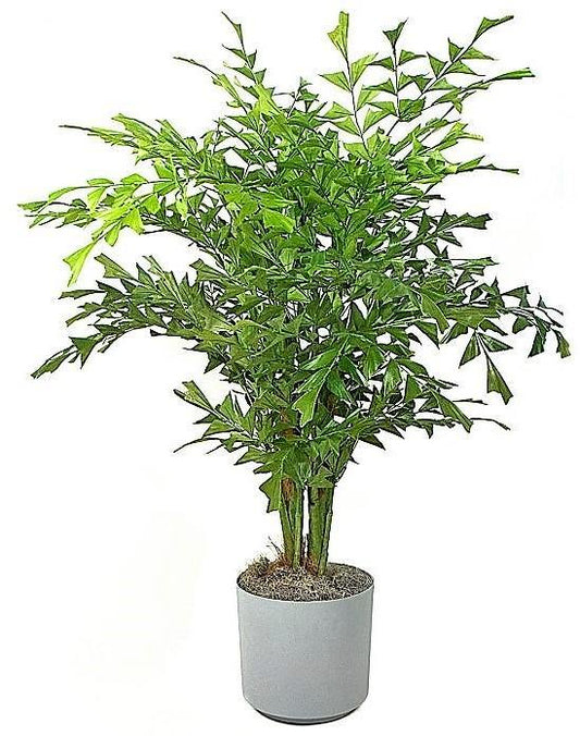 Fishtail Palm, Caryota Mitis - www.FOP.ae Buy online Best and Healthy Plants and quality products guarantee in Dubai Plants Shop in Dubai Abu Dhabi all over UAE Plants near me Fresh Plants in Dubai where to buy plants in UAE - FOP.ae