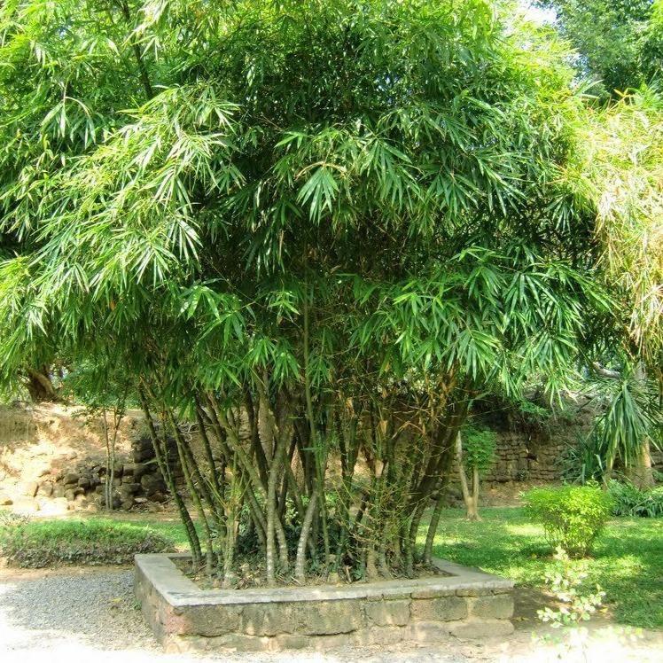 Bambusa vulgaris, Common Bamboo - www.FOP.ae Buy online Best and Healthy Plants and quality products guarantee in Dubai Plants Shop in Dubai Abu Dhabi all over UAE Plants near me Fresh Plants in Dubai where to buy plants in UAE - FOP.ae