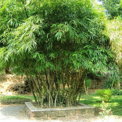 Bambusa vulgaris, Common Bamboo - www.FOP.ae Buy online Best and Healthy Plants and quality products guarantee in Dubai Plants Shop in Dubai Abu Dhabi all over UAE Plants near me Fresh Plants in Dubai where to buy plants in UAE - FOP.ae