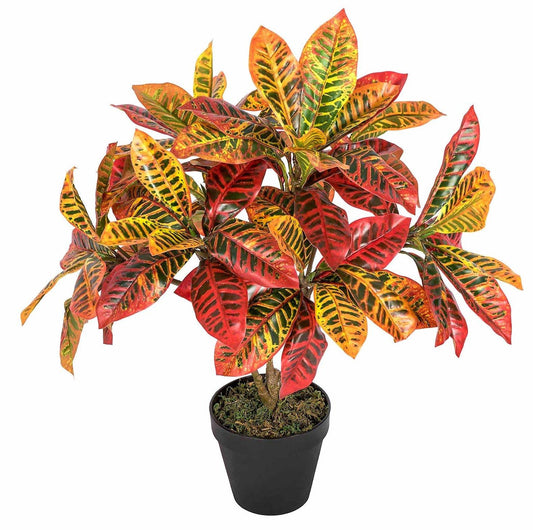 Codiaeum Variegatum , Croton (Indoor) - www.FOP.ae Buy online Best and Healthy Plants and quality products guarantee in Dubai Plants Shop in Dubai Abu Dhabi all over UAE Plants near me Fresh Plants in Dubai where to buy plants in UAE - FOP.ae