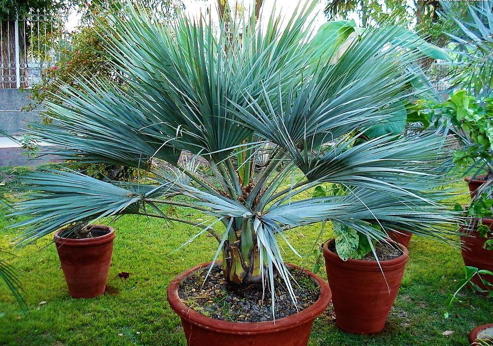Mexican Blue Palm, Brahea Armata - www.FOP.ae Buy online Best and Healthy Plants and quality products guarantee in Dubai Plants Shop in Dubai Abu Dhabi all over UAE Plants near me Fresh Plants in Dubai where to buy plants in UAE - FOP.ae