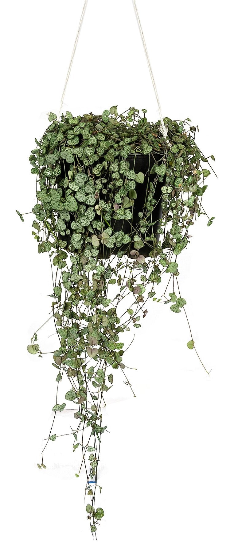 String of Hearts, Ceropegia Woodii - www.FOP.ae Buy online Best and Healthy Plants and quality products guarantee in Dubai Plants Shop in Dubai Abu Dhabi all over UAE Plants near me Fresh Plants in Dubai where to buy plants in UAE - FOP.ae