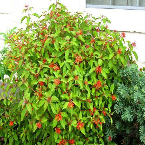 Fire Bush, Hamelia Patens - www.FOP.ae Buy online Best and Healthy Plants and quality products guarantee in Dubai Plants Shop in Dubai Abu Dhabi all over UAE Plants near me Fresh Plants in Dubai where to buy plants in UAE - FOP.ae
