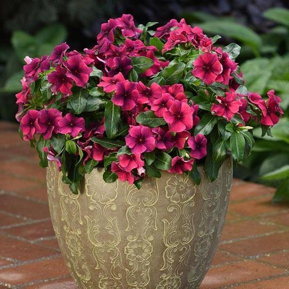 Vinca Flowers (small) - www.FOP.ae Buy online Best and Healthy Plants and quality products guarantee in Dubai Plants Shop in Dubai Abu Dhabi all over UAE Plants near me Fresh Plants in Dubai where to buy plants in UAE - FOP.ae