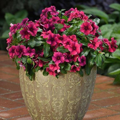 Vinca Flowers (small) - www.FOP.ae Buy online Best and Healthy Plants and quality products guarantee in Dubai Plants Shop in Dubai Abu Dhabi all over UAE Plants near me Fresh Plants in Dubai where to buy plants in UAE - FOP.ae