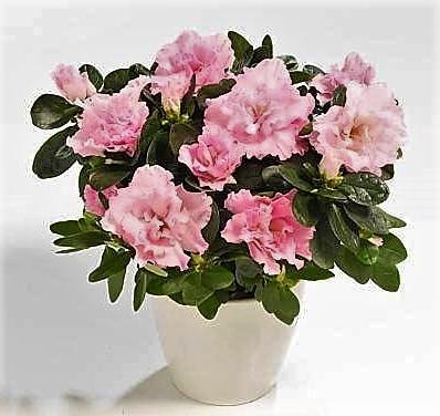 Azaleas, Rhododendron Simsii - www.FOP.ae Buy online Best and Healthy Plants and quality products guarantee in Dubai Plants Shop in Dubai Abu Dhabi all over UAE Plants near me Fresh Plants in Dubai where to buy plants in UAE - FOP.ae