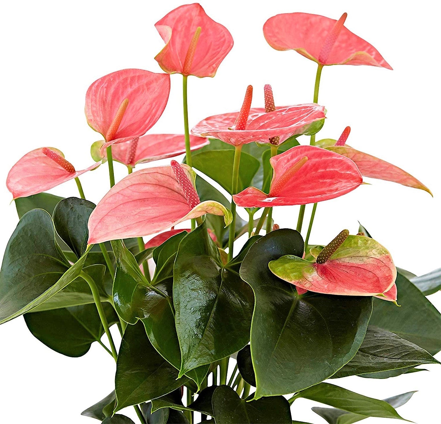 The Flamingo Flower, Anthurium, Andreanum - www.FOP.ae Buy online Best and Healthy Plants and quality products guarantee in Dubai Plants Shop in Dubai Abu Dhabi all over UAE Plants near me Fresh Plants in Dubai where to buy plants in UAE - FOP.ae