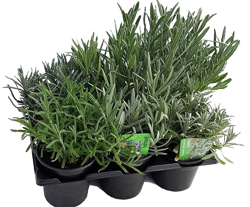 Lavender Herb, Lavandula Dentata - www.FOP.ae Buy online Best and Healthy Plants and quality products guarantee in Dubai Plants Shop in Dubai Abu Dhabi all over UAE Plants near me Fresh Plants in Dubai where to buy plants in UAE - FOP.ae