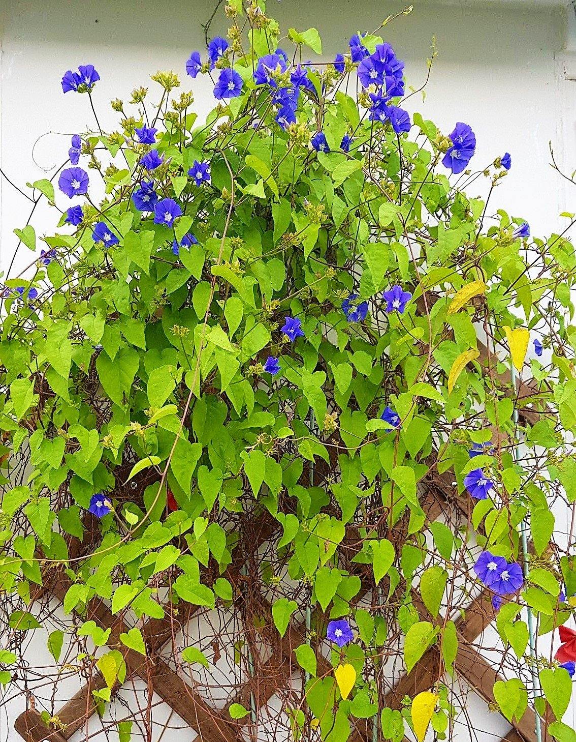 Jacquemontia Pentantha, Sky Blue Cluster Vine - www.FOP.ae Buy online Best and Healthy Plants and quality products guarantee in Dubai Plants Shop in Dubai Abu Dhabi all over UAE Plants near me Fresh Plants in Dubai where to buy plants in UAE - FOP.ae