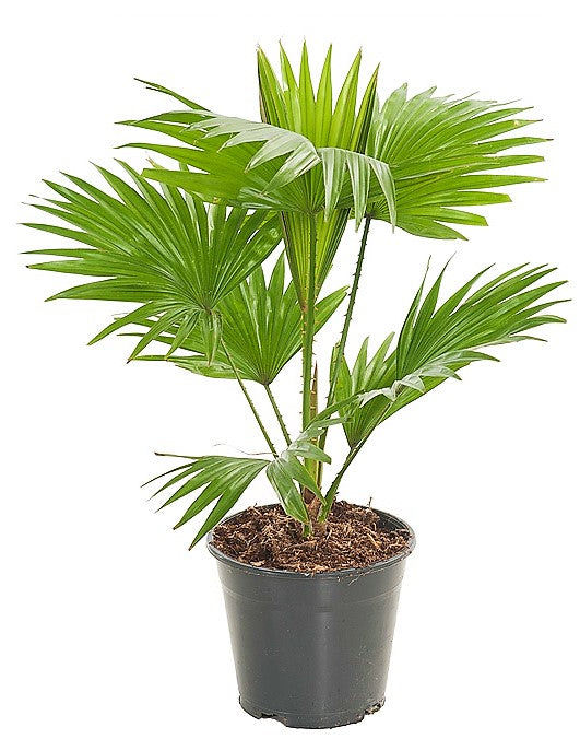 Livistona Palm, Footstool Palm, Table Palm, Fan Palm - www.FOP.ae Buy online Best and Healthy Plants and quality products guarantee in Dubai Plants Shop in Dubai Abu Dhabi all over UAE Plants near me Fresh Plants in Dubai where to buy plants in UAE - FOP.ae