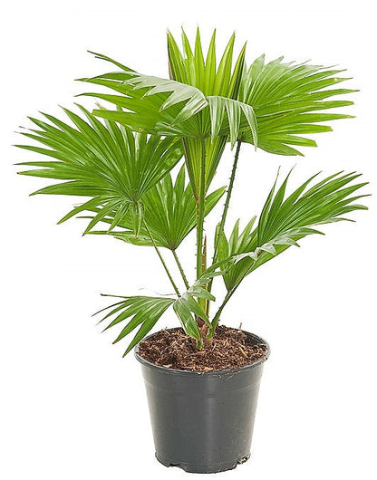 Livistona Palm, Footstool Palm, Table Palm, Fan Palm - www.FOP.ae Buy online Best and Healthy Plants and quality products guarantee in Dubai Plants Shop in Dubai Abu Dhabi all over UAE Plants near me Fresh Plants in Dubai where to buy plants in UAE - FOP.ae