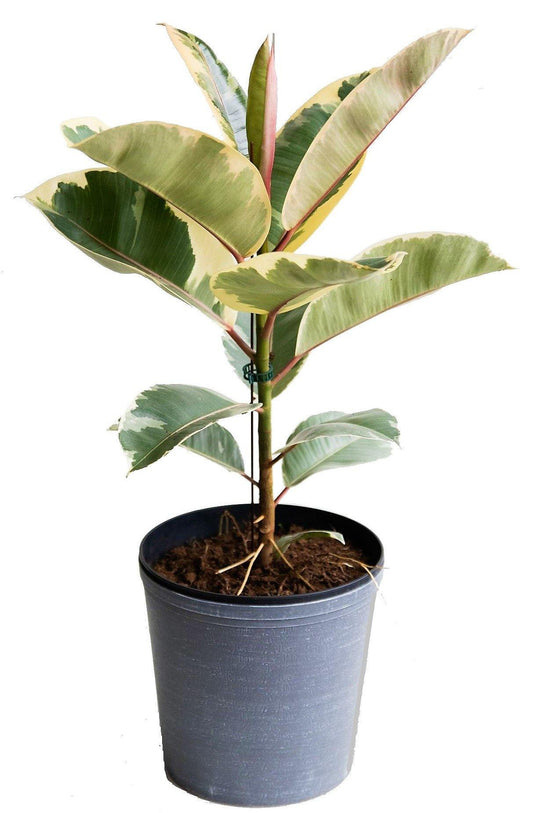 Ficus Elastic Tineke - www.FOP.ae Buy online Best and Healthy Plants and quality products guarantee in Dubai Plants Shop in Dubai Abu Dhabi all over UAE Plants near me Fresh Plants in Dubai where to buy plants in UAE - FOP.ae