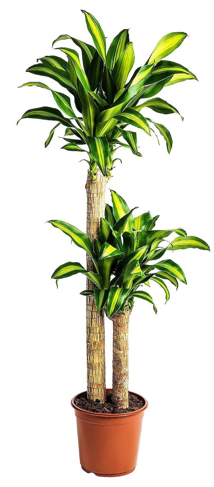 Dracaena Fragrans, Massangeana - www.FOP.ae Buy online Best and Healthy Plants and quality products guarantee in Dubai Plants Shop in Dubai Abu Dhabi all over UAE Plants near me Fresh Plants in Dubai where to buy plants in UAE - FOP.ae