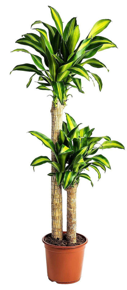 Dracaena Fragrans, Massangeana - www.FOP.ae Buy online Best and Healthy Plants and quality products guarantee in Dubai Plants Shop in Dubai Abu Dhabi all over UAE Plants near me Fresh Plants in Dubai where to buy plants in UAE - FOP.ae