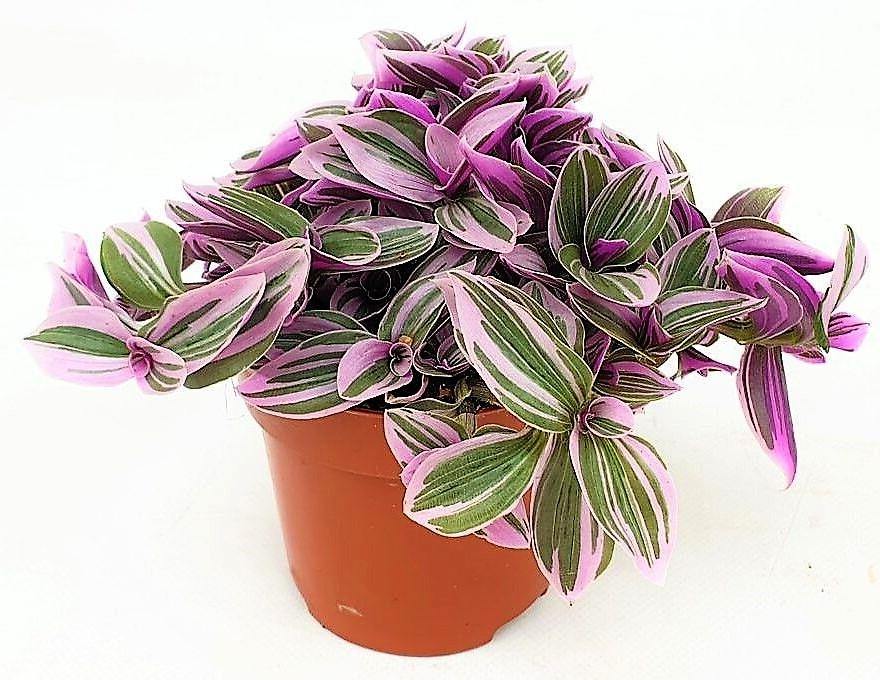 Fantasy Venice, Tradescantia Nanouk - www.FOP.ae Buy online Best and Healthy Plants and quality products guarantee in Dubai Plants Shop in Dubai Abu Dhabi all over UAE Plants near me Fresh Plants in Dubai where to buy plants in UAE - FOP.ae