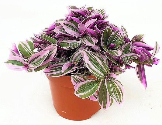 Fantasy Venice, Tradescantia Nanouk - www.FOP.ae Buy online Best and Healthy Plants and quality products guarantee in Dubai Plants Shop in Dubai Abu Dhabi all over UAE Plants near me Fresh Plants in Dubai where to buy plants in UAE - FOP.ae