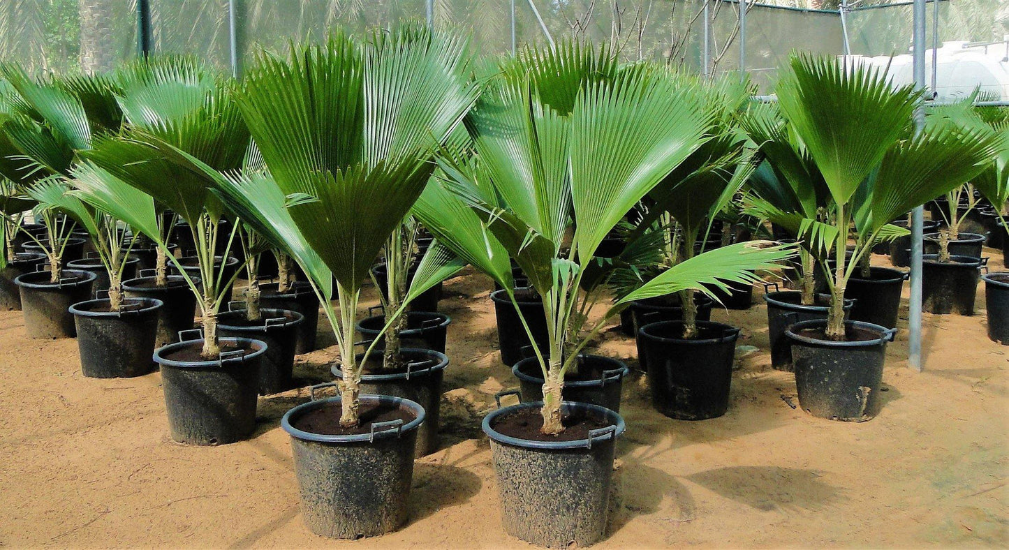 Fiji Fan Palm, Pritchardia Pacifica - www.FOP.ae Buy online Best and Healthy Plants and quality products guarantee in Dubai Plants Shop in Dubai Abu Dhabi all over UAE Plants near me Fresh Plants in Dubai where to buy plants in UAE - FOP.ae