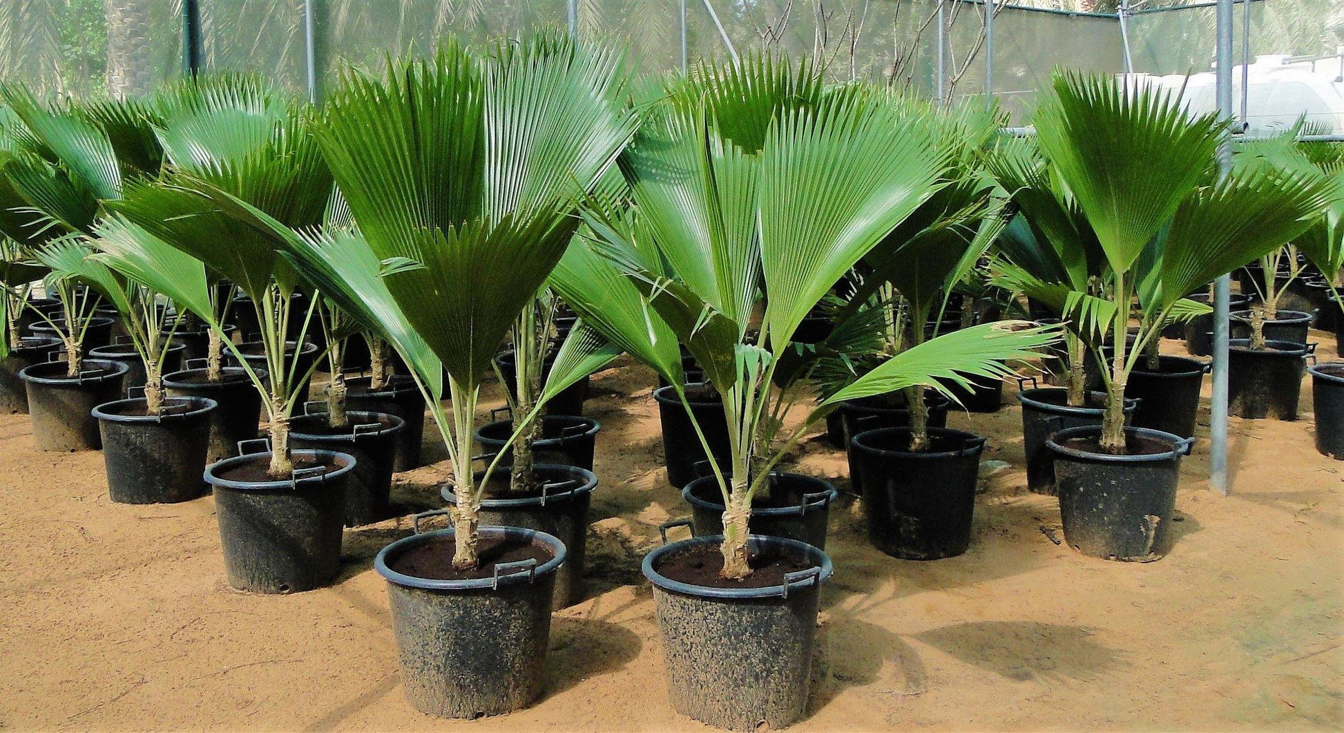 Fiji Fan Palm, Pritchardia Pacifica - www.FOP.ae Buy online Best and Healthy Plants and quality products guarantee in Dubai Plants Shop in Dubai Abu Dhabi all over UAE Plants near me Fresh Plants in Dubai where to buy plants in UAE - FOP.ae