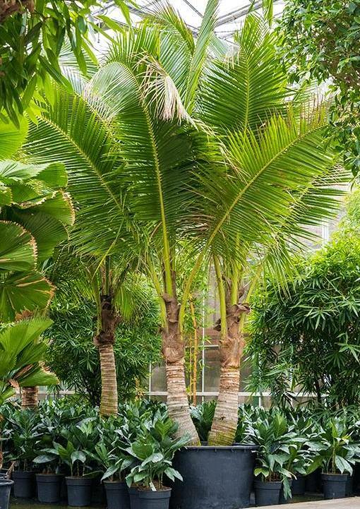 Coconut Palm, Cocos Nucifera - www.FOP.ae Buy online Best and Healthy Plants and quality products guarantee in Dubai Plants Shop in Dubai Abu Dhabi all over UAE Plants near me Fresh Plants in Dubai where to buy plants in UAE - FOP.ae