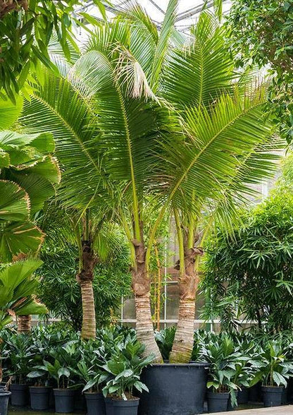 Coconut Palm, Cocos Nucifera - www.FOP.ae Buy online Best and Healthy Plants and quality products guarantee in Dubai Plants Shop in Dubai Abu Dhabi all over UAE Plants near me Fresh Plants in Dubai where to buy plants in UAE - FOP.ae