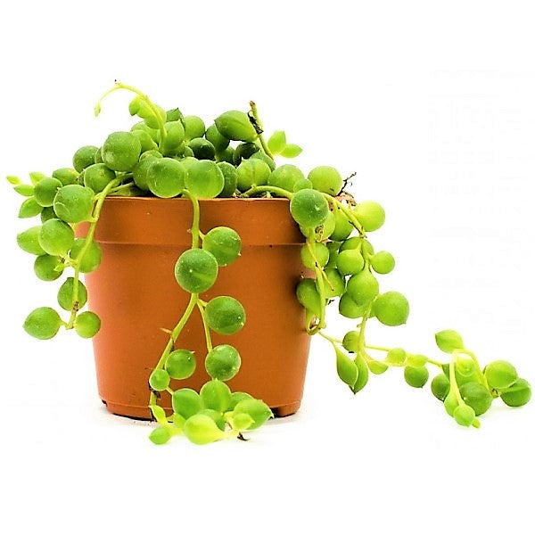 String of Pearls, Senecio Rowleyanus - www.FOP.ae Buy online Best and Healthy Plants and quality products guarantee in Dubai Plants Shop in Dubai Abu Dhabi all over UAE Plants near me Fresh Plants in Dubai where to buy plants in UAE - FOP.ae
