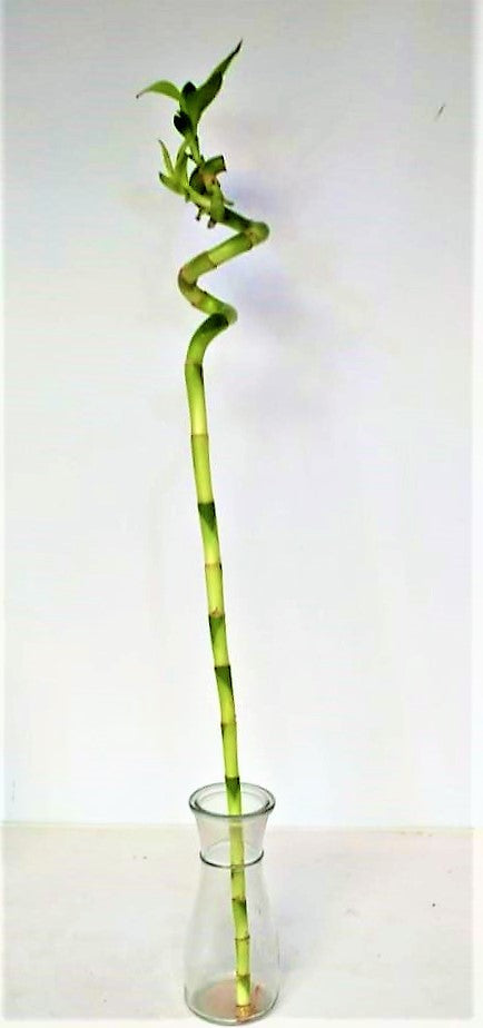 Lucky Bamboo, Dracaena Sanderiana - www.FOP.ae Buy online Best and Healthy Plants and quality products guarantee in Dubai Plants Shop in Dubai Abu Dhabi all over UAE Plants near me Fresh Plants in Dubai where to buy plants in UAE - FOP.ae