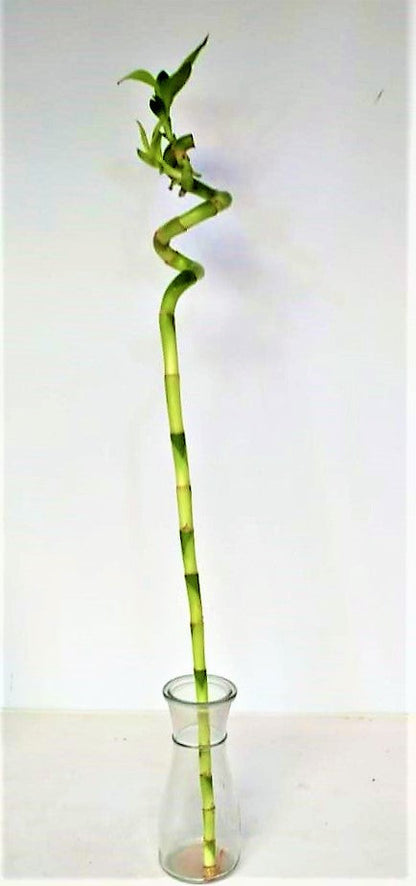 Lucky Bamboo, Dracaena Sanderiana - www.FOP.ae Buy online Best and Healthy Plants and quality products guarantee in Dubai Plants Shop in Dubai Abu Dhabi all over UAE Plants near me Fresh Plants in Dubai where to buy plants in UAE - FOP.ae