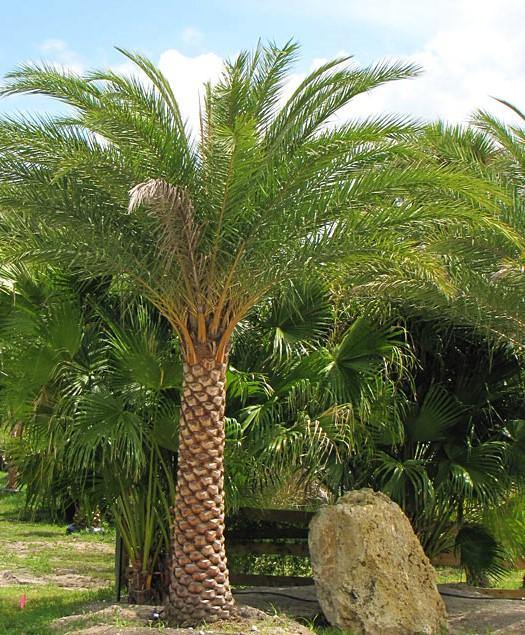 Silver Date Palm, Phoenix Sylvestris, Wild Date Palm - www.FOP.ae Buy online Best and Healthy Plants and quality products guarantee in Dubai Plants Shop in Dubai Abu Dhabi all over UAE Plants near me Fresh Plants in Dubai where to buy plants in UAE - FOP.ae