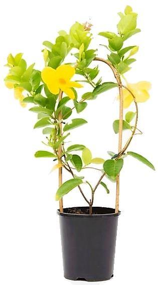Yellow Bell Climber, Mandevilla Splendens - www.FOP.ae Buy online Best and Healthy Plants and quality products guarantee in Dubai Plants Shop in Dubai Abu Dhabi all over UAE Plants near me Fresh Plants in Dubai where to buy plants in UAE - FOP.ae