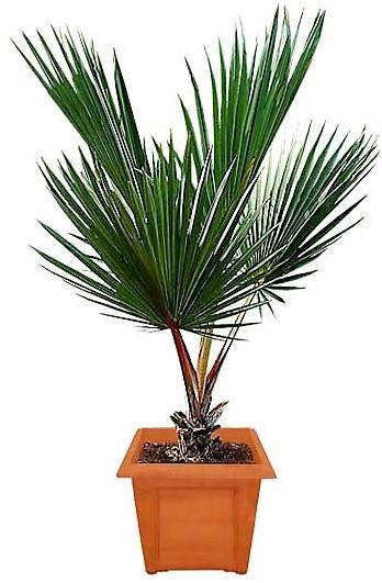 Red Latan Palm, Latania Lontaroides - www.FOP.ae Buy online Best and Healthy Plants and quality products guarantee in Dubai Plants Shop in Dubai Abu Dhabi all over UAE Plants near me Fresh Plants in Dubai where to buy plants in UAE - FOP.ae