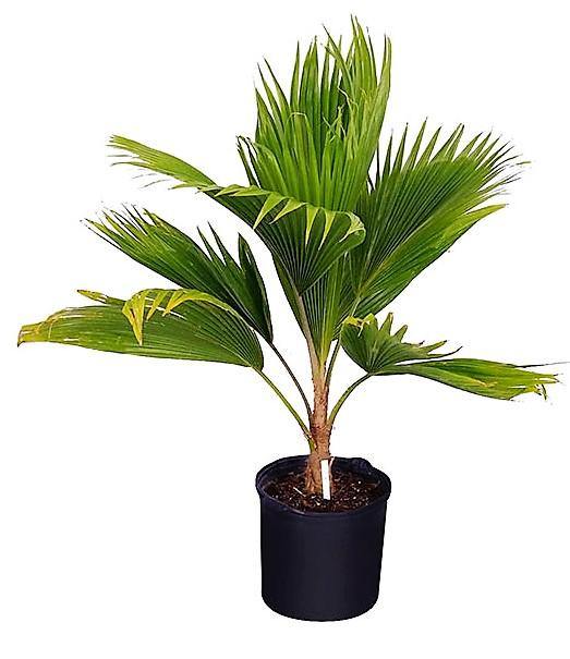 Fiji Fan Palm, Pritchardia Pacifica - www.FOP.ae Buy online Best and Healthy Plants and quality products guarantee in Dubai Plants Shop in Dubai Abu Dhabi all over UAE Plants near me Fresh Plants in Dubai where to buy plants in UAE - FOP.ae