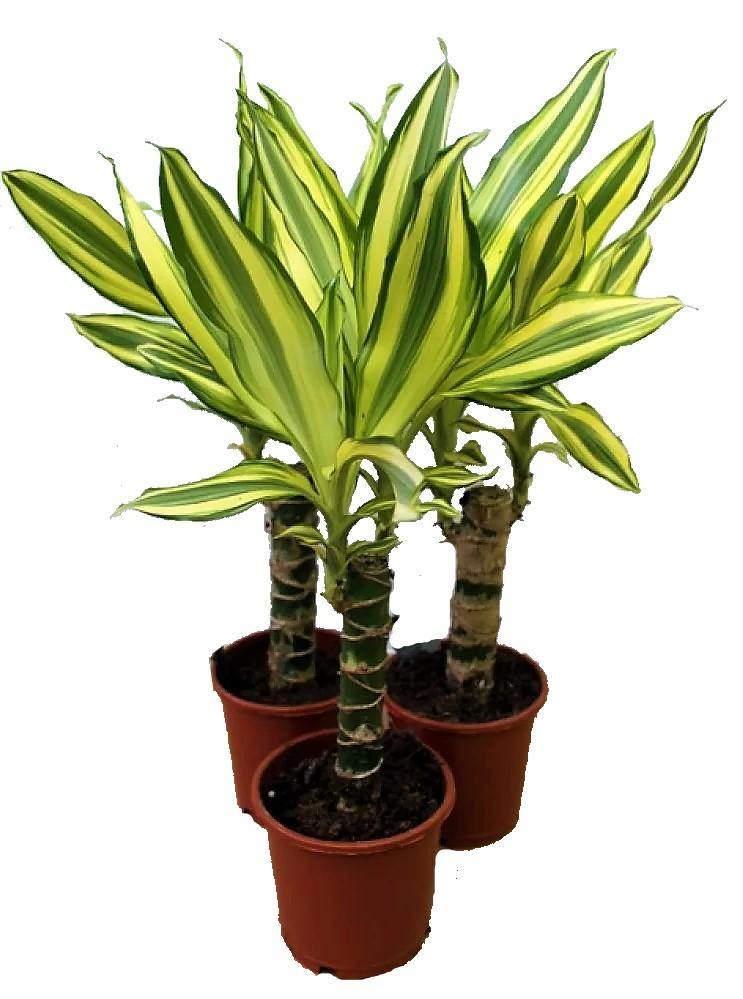 Dracaena Fragrans, Yellow Coast - www.FOP.ae Buy online Best and Healthy Plants and quality products guarantee in Dubai Plants Shop in Dubai Abu Dhabi all over UAE Plants near me Fresh Plants in Dubai where to buy plants in UAE - FOP.ae