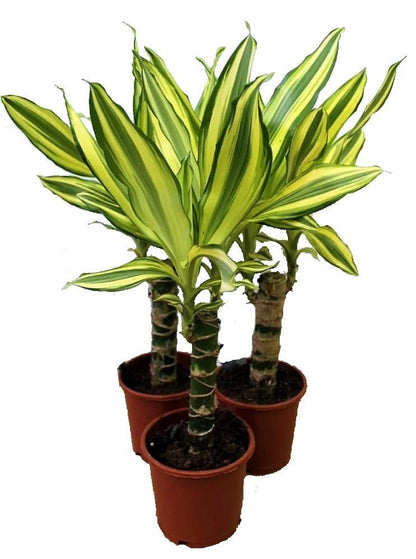 Dracaena Fragrans, Yellow Coast - www.FOP.ae Buy online Best and Healthy Plants and quality products guarantee in Dubai Plants Shop in Dubai Abu Dhabi all over UAE Plants near me Fresh Plants in Dubai where to buy plants in UAE - FOP.ae
