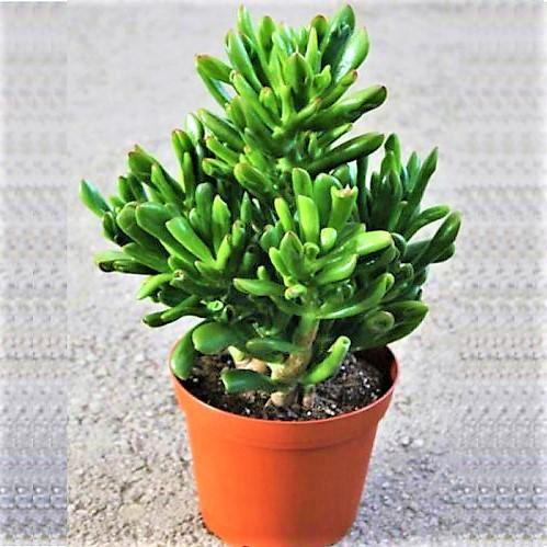 Crassula Ovata, Hobbit - www.FOP.ae Buy online Best and Healthy Plants and quality products guarantee in Dubai Plants Shop in Dubai Abu Dhabi all over UAE Plants near me Fresh Plants in Dubai where to buy plants in UAE - FOP.ae