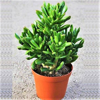 Crassula Ovata, Hobbit - www.FOP.ae Buy online Best and Healthy Plants and quality products guarantee in Dubai Plants Shop in Dubai Abu Dhabi all over UAE Plants near me Fresh Plants in Dubai where to buy plants in UAE - FOP.ae