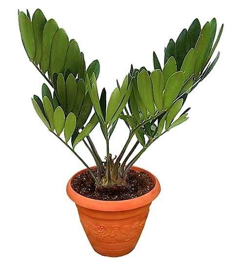 Cardboard Palm, Zamia Furfuracea - www.FOP.ae Buy online Best and Healthy Plants and quality products guarantee in Dubai Plants Shop in Dubai Abu Dhabi all over UAE Plants near me Fresh Plants in Dubai where to buy plants in UAE - FOP.ae