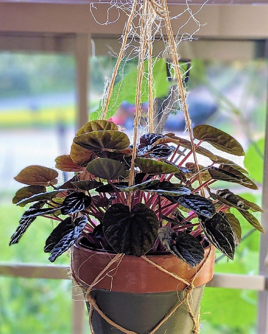 Peperomia Red Luna - www.FOP.ae Buy online Best and Healthy Plants and quality products guarantee in Dubai Plants Shop in Dubai Abu Dhabi all over UAE Plants near me Fresh Plants in Dubai where to buy plants in UAE - FOP.ae