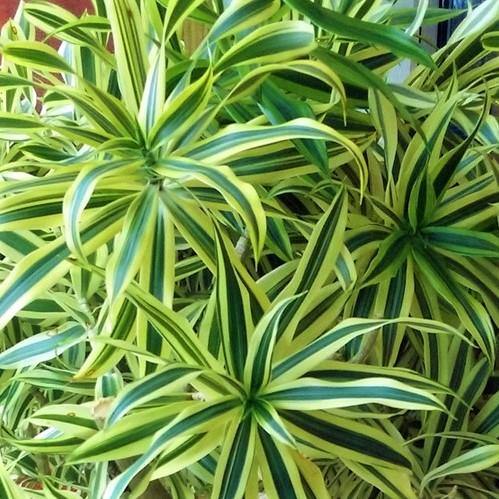 Dracaena Reflexa, Song of India, Pleomele - www.FOP.ae Buy online Best and Healthy Plants and quality products guarantee in Dubai Plants Shop in Dubai Abu Dhabi all over UAE Plants near me Fresh Plants in Dubai where to buy plants in UAE - FOP.ae