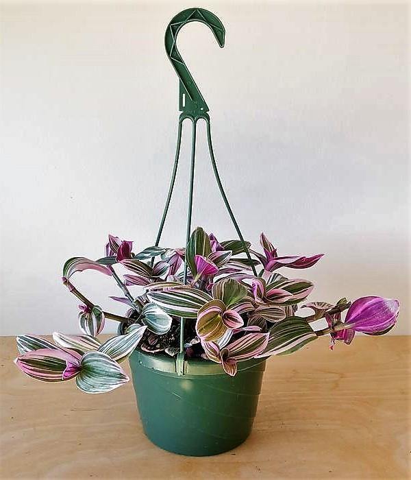 Fantasy Venice, Tradescantia Nanouk - www.FOP.ae Buy online Best and Healthy Plants and quality products guarantee in Dubai Plants Shop in Dubai Abu Dhabi all over UAE Plants near me Fresh Plants in Dubai where to buy plants in UAE - FOP.ae