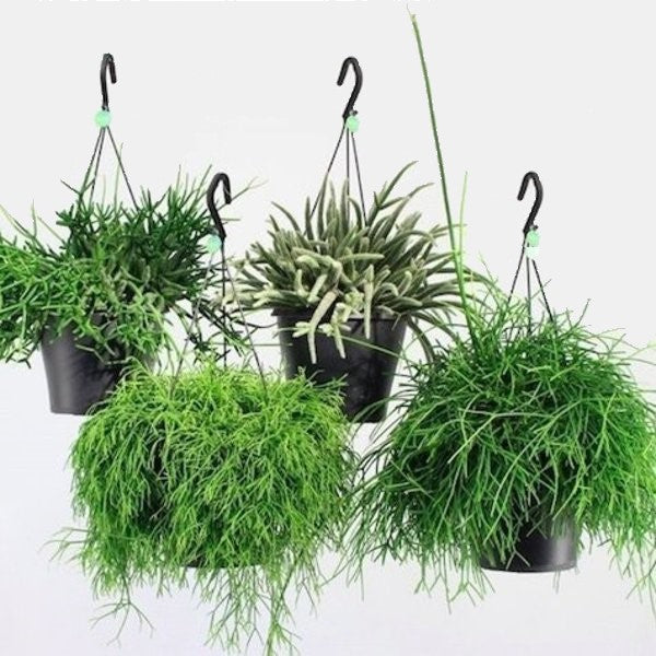 Rhipsalis mix - www.FOP.ae Buy online Best and Healthy Plants and quality products guarantee in Dubai Plants Shop in Dubai Abu Dhabi all over UAE Plants near me Fresh Plants in Dubai where to buy plants in UAE - FOP.ae