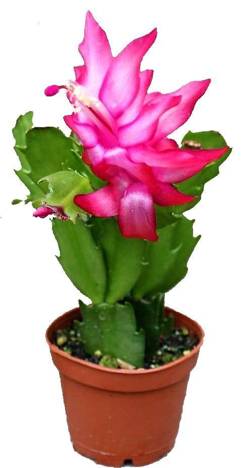 Christmas Cactus - www.FOP.ae Buy online Best and Healthy Plants and quality products guarantee in Dubai Plants Shop in Dubai Abu Dhabi all over UAE Plants near me Fresh Plants in Dubai where to buy plants in UAE - FOP.ae