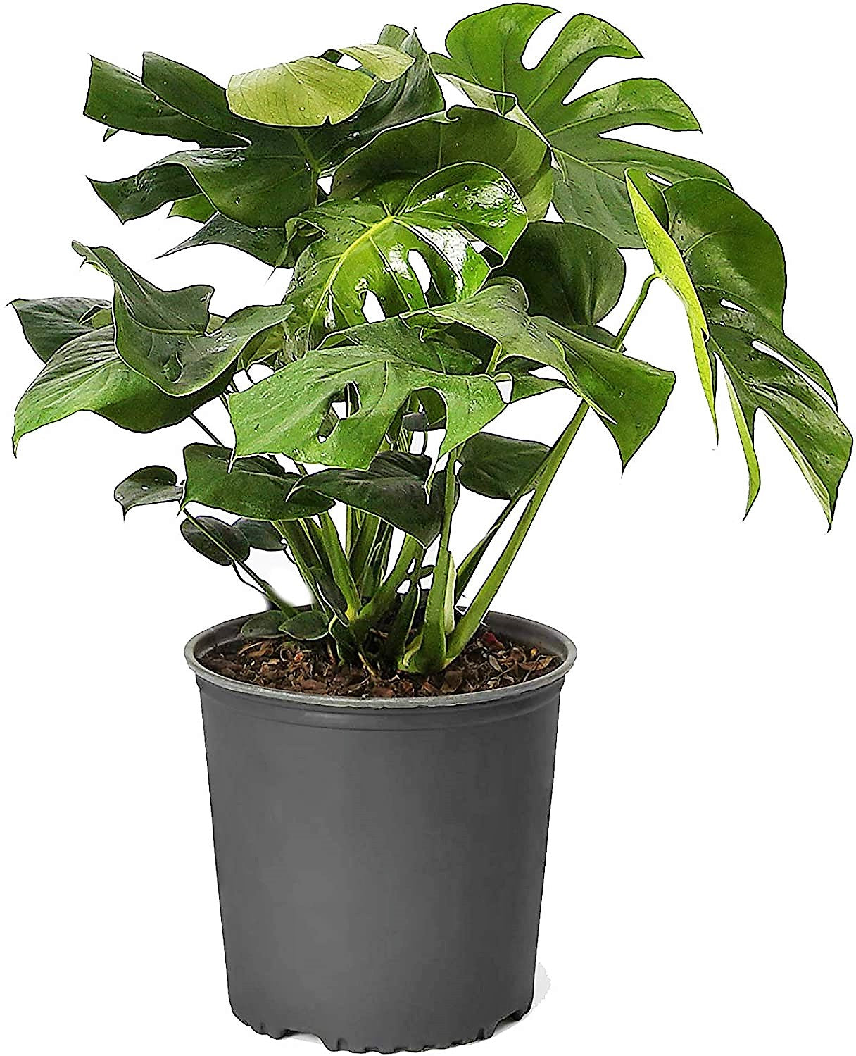 Monstera Adansonii, Swiss Cheese Plant - www.FOP.ae Buy online Best and Healthy Plants and quality products guarantee in Dubai Plants Shop in Dubai Abu Dhabi all over UAE Plants near me Fresh Plants in Dubai where to buy plants in UAE - FOP.ae